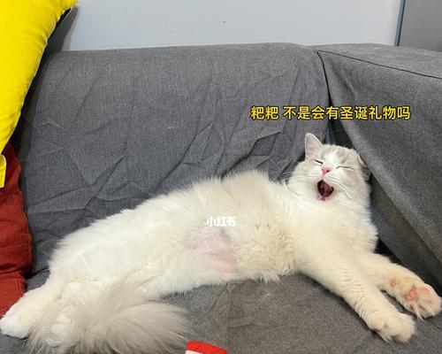 老人捡到一只布偶猫的温馨故事（一只流浪猫的改变与希望）