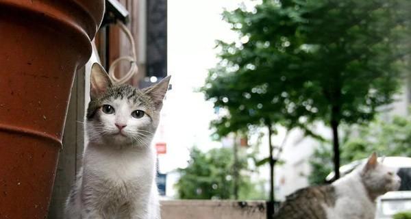 老人养猫咪流口水，原因竟是……（探秘老人与猫咪的微妙关系）