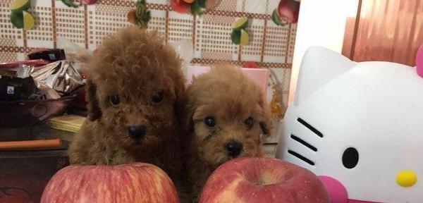 两月泰迪犬饮食指南（宠物美食）