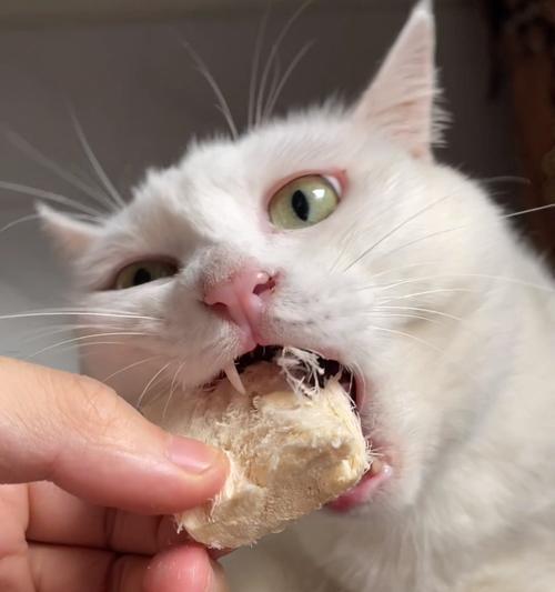 满月小猫为什么不吃饭（探究猫咪的进食习惯及其对宠物健康的影响）