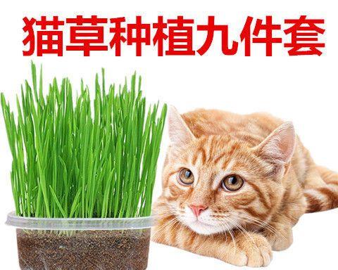 猫草（宠物猫为何爱吃猫草）