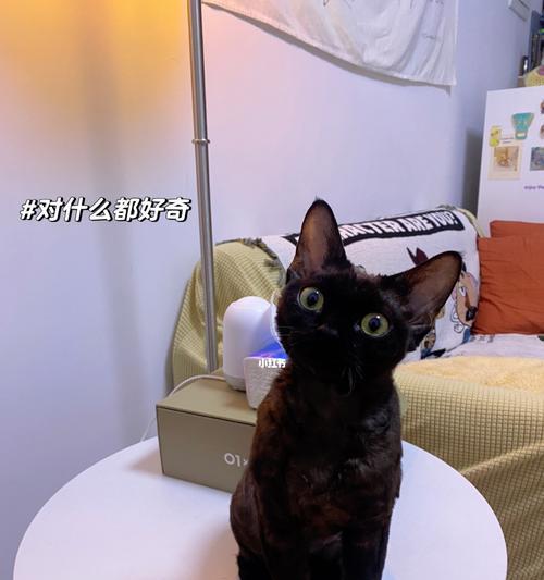 探究猫吃VB是什么牌子的真相（揭秘猫咪健康食品的生产制作过程）