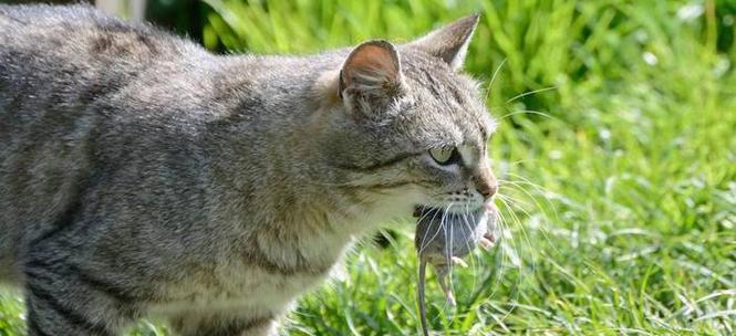 宠物猫吃多了鱼吐了该怎么办（猫吃多了鱼引起呕吐的治疗方法）