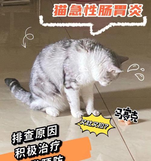 猫得肠胃炎，如何调理饮食（以宠物为主）