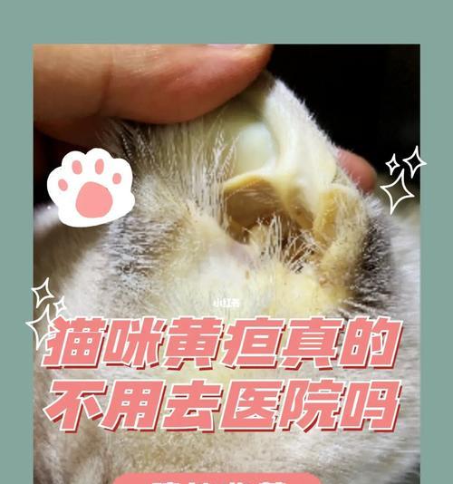 以猫得黄胆，如何饮食调理（宠物饮食健康的重要性）