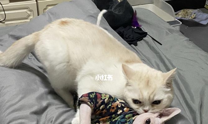 宠物猫脚残废该如何应对（细节决定养殖质量）