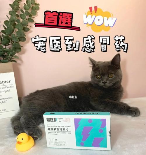 如何治疗宠物猫的普通感冒（掌握这些方法）