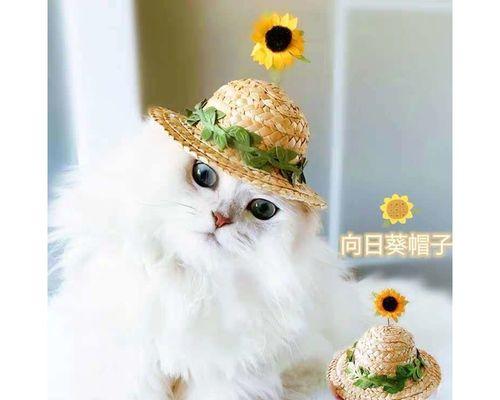 宠物听力大比拼（猫和狗的听力差距有多大）