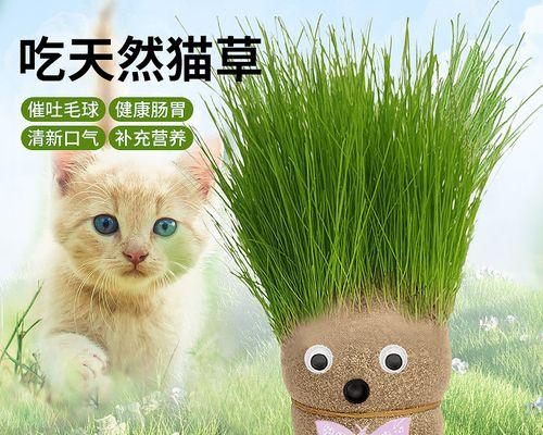 猫的植物是什么（从宠物视角看待猫与植物的关系）