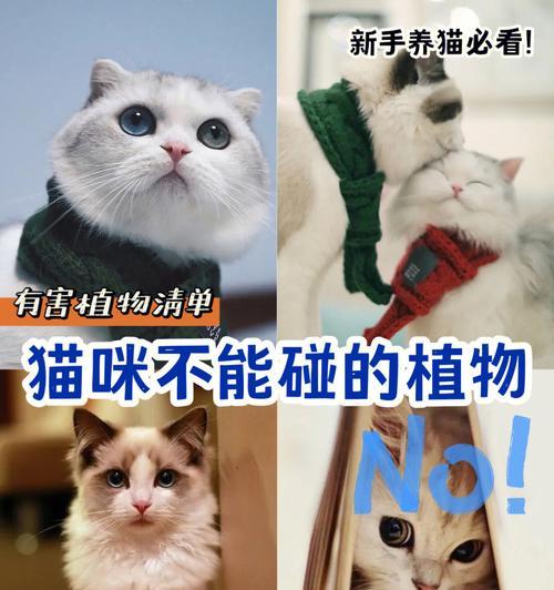 猫的植物是什么（从宠物视角看待猫与植物的关系）