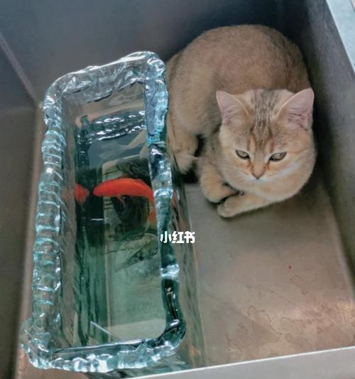 猫喝水的正常量及注意事项（探究猫的饮水量与健康关系）