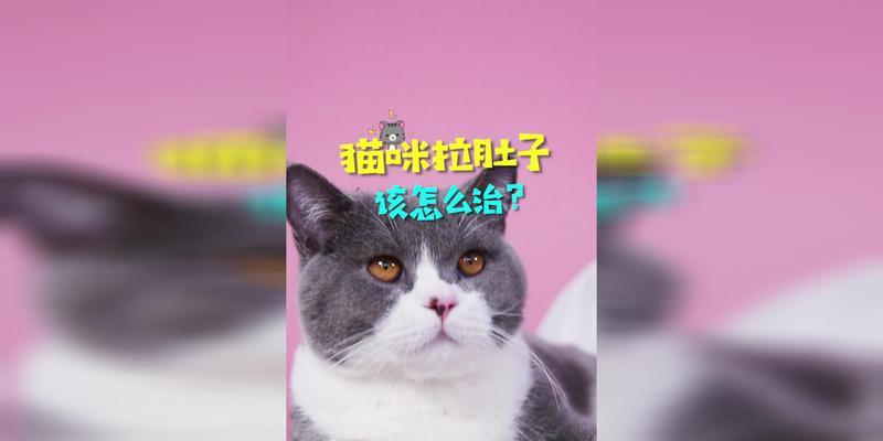 宠物猫拉肚子怎么办（用药治疗）