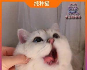 猫妈妈不管小猫，后果严重（宠物也需要责任和关爱）