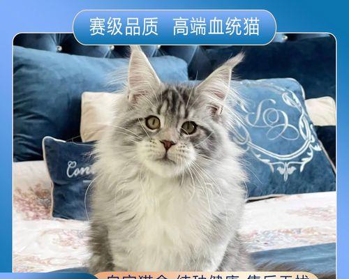 猫妈妈生小猫，一场疼痛的奉献（宠物养殖中的必要之恶）