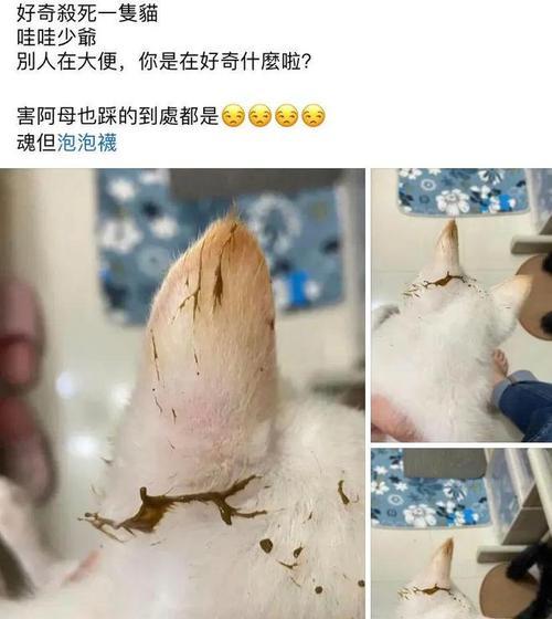 宠物拉肚子应急处理方法