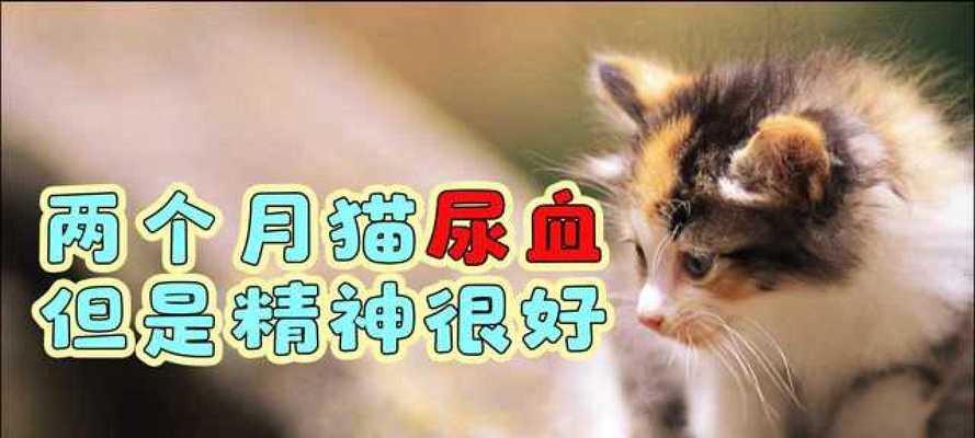 猫尿血，宠物怎么了（了解猫尿血的原因和治疗方法）