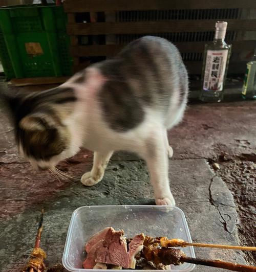 宠物猫能吃多少分钟的牛肉（猫咪肉食量控制的关键和注意事项）