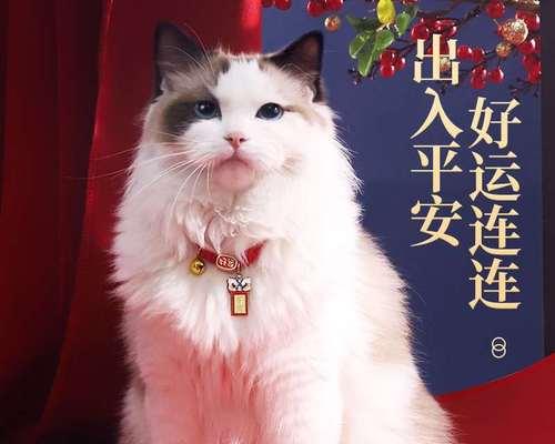 猫咪生完小猫为什么肚子还大（宠物主人必知）