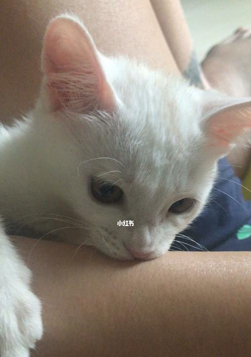 猫妈妈的呵护之前咕噜咕噜（以宠物为主）