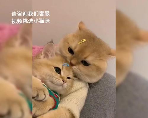 猫咪什么时候可以生小猫（探究猫咪产仔时间及相关知识）