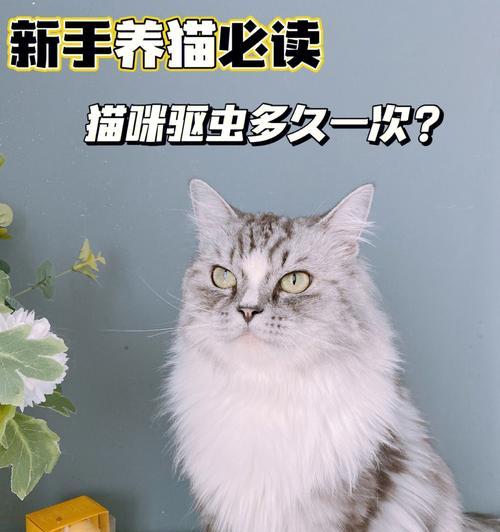 猫的内外驱用处与方法剖析（如何为宠物猫提供全面的驱虫保护）