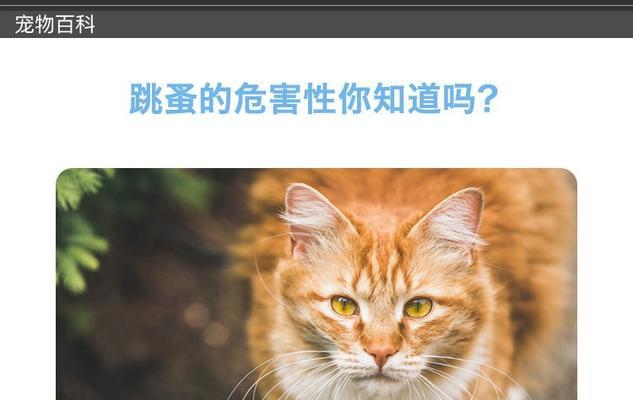 猫的内外驱用处与方法剖析（如何为宠物猫提供全面的驱虫保护）