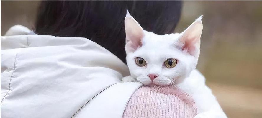 猫为什么可以拉很长（探究猫的生理机制和进化历程）