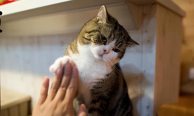 闻到小猫咪味道，我的宠物猫的反应让我惊喜万分（猫咪的嗅觉器官有多发达）