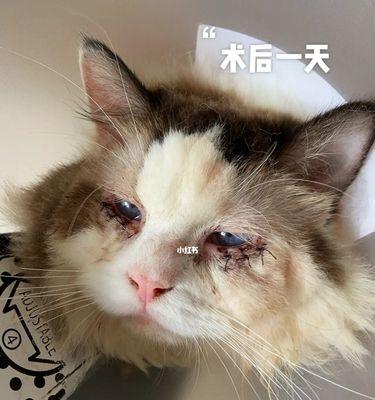 宠物猫眼中有血，该如何应对（解决猫咪眼睛出血问题）