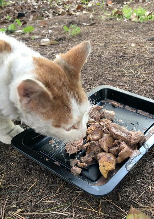 宠物猫每天饮食需求之鸡肝摄入量剖析（猫咪吃鸡肝的好处和注意事项）