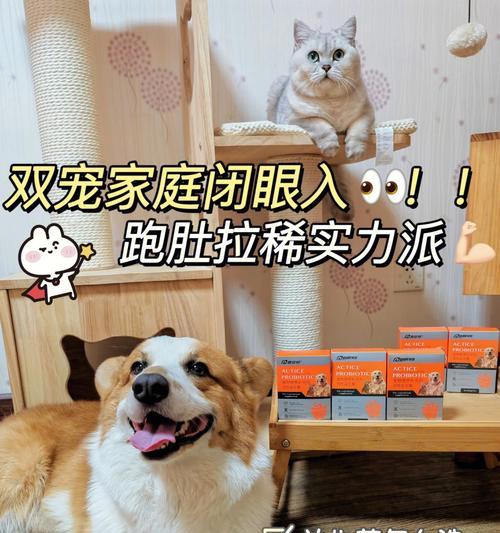 猫咪的健康之道——正确使用益生菌（为宠物猫选择益生菌）