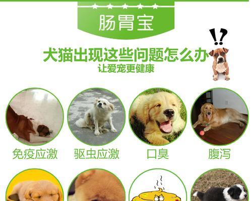 猫咪的健康之道——正确使用益生菌（为宠物猫选择益生菌）