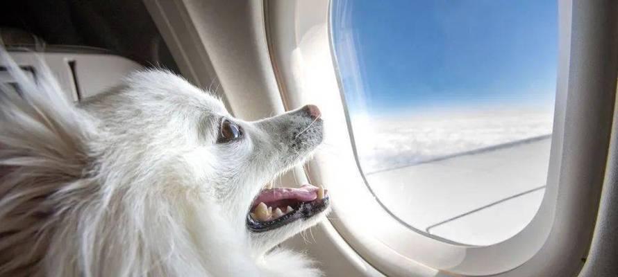 如何带走宠物猫乘飞机（猫咪的空中旅行指南）