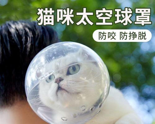 猫咪6个月能生小猫吗（揭秘猫咪的繁殖特性和如何做好宠物的生育控制）