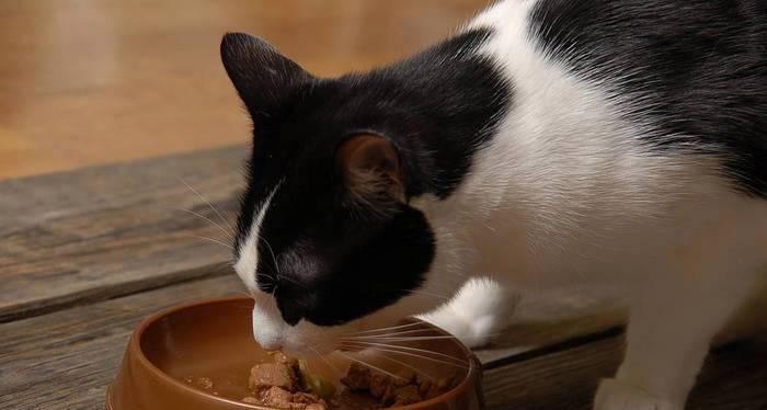 爱吃鱼肉肠的猫咪们（了解猫咪的食物偏好）