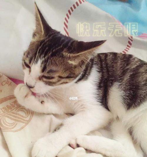 猫咪舔人的真正含义（探秘猫咪的舔人行为和其心理需求）