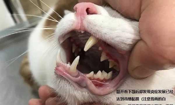 猫咪拔牙后不进食，如何照顾（宠物的健康需求与我们的责任）