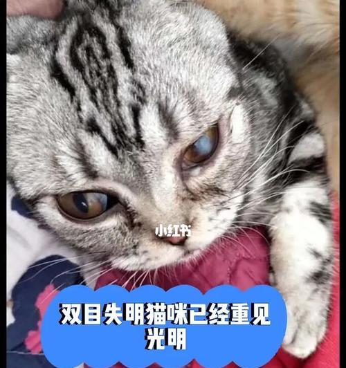 猫咪白内障（全面了解猫咪白内障的成因与表现）