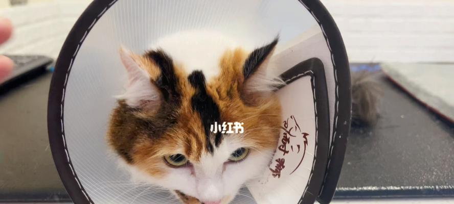 猫咪被自己咬了用打针的正确方式（宠物打针前必须知道的15个注意事项）