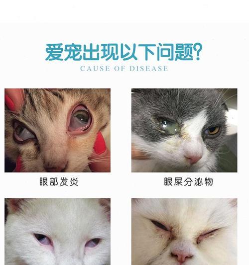 猫咪鼻气支的治疗方法（宠物主人必看）