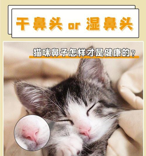 猫咪鼻子为什么会发热发干（探寻猫咪鼻子健康的重要性）