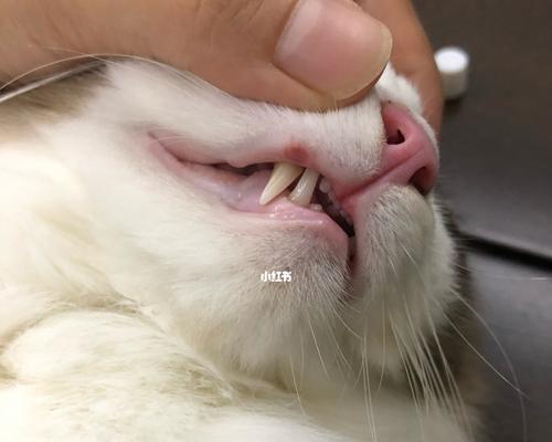 解决宠物猫咪结红痂问题的有效方法（从鼻子和眼周围开始）