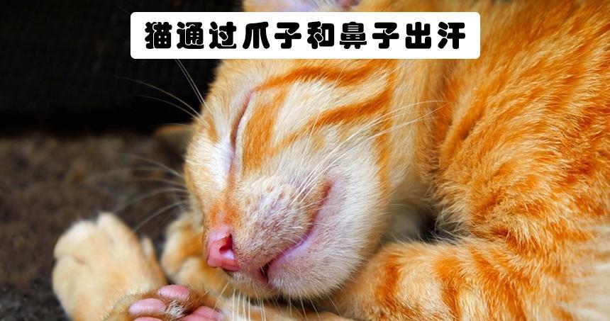 揭秘猫咪鼻子老是出汗的原因（探究宠物猫咪鼻子老是出汗的现象及对其健康的影响）