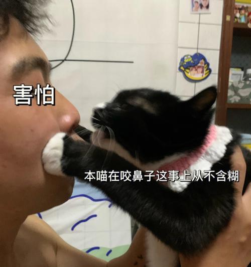 揭秘猫咪鼻子老是出汗的原因（探究宠物猫咪鼻子老是出汗的现象及对其健康的影响）