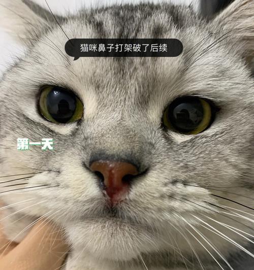 猫咪鼻子破了一半怎么办（宠物鼻子受伤处理方法）