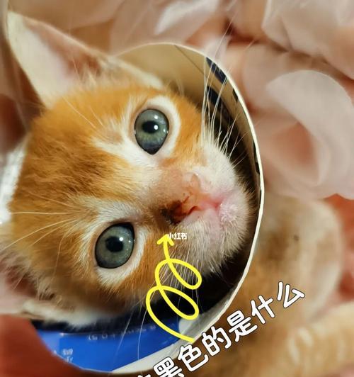 揭秘猫咪鼻子黑黑的奥秘（探究猫咪鼻子上黑色素的形成与作用）