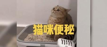 宠物猫咪便秘菊花有血？如何预防和治疗？