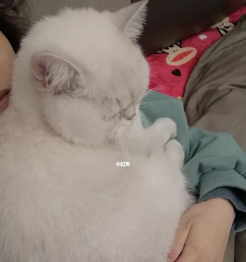 猫咪脖子为什么那么敏感（探究猫咪脖子敏感的原因和特点）