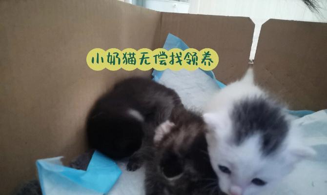 猫咪哺乳期的驱虫注意事项（哺乳期猫咪的驱虫时间）