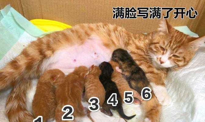 猫咪哺乳期呕吐的原因与解决方法（宠物猫咪的健康怎么保障）